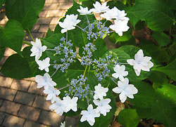 昼間からの花火見物。_c0017736_11503788.jpg