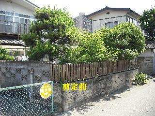 剪定中にスズメバチ駆除_f0031037_19251210.jpg
