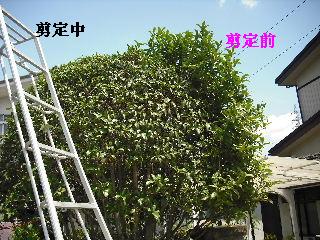 剪定中にスズメバチ駆除_f0031037_20104777.jpg