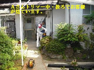 剪定中にスズメバチ駆除_f0031037_20112263.jpg