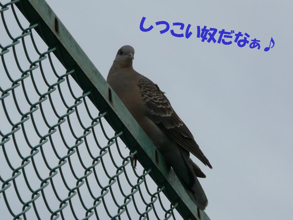 c0147241_825127.jpg