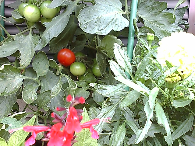 トマトとマリーゴールド 花エネルギー