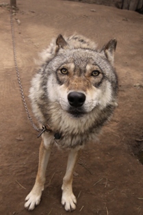 ウルフ・カウントリー ~オオカミの国~_b0135948_10253021.jpg