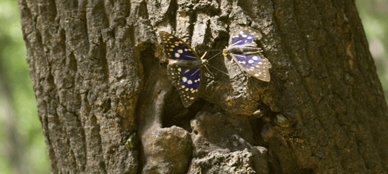 c0042548_11315362.gif