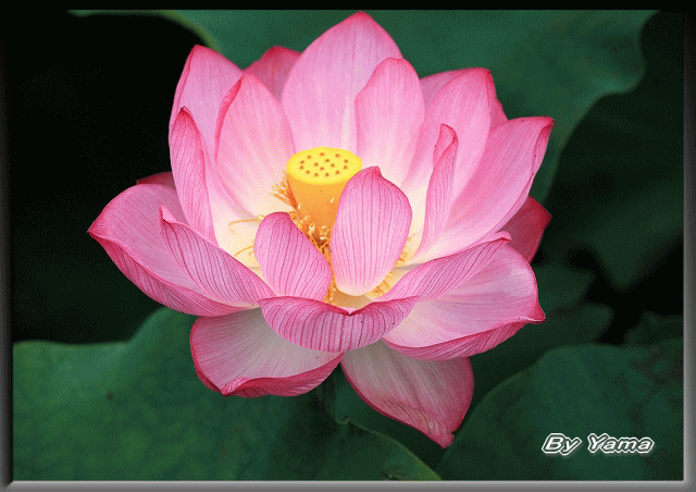 9 7 17 Up 蓮の花1 大自然と人間 海が好きだ 9 7 17 Up 蓮の花1 大自然と人間 海が好きだ