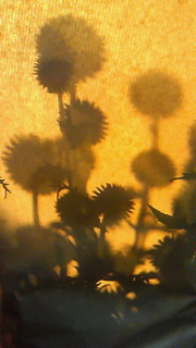 a0125667_1721863.jpg