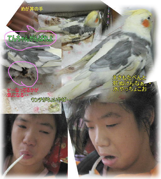 7 15とばせオカメインコ弁当動物病院へ点滴注射後さよなら涙がっくり埋ペットの死 虹のすべりだい 宝箱 障害者のいる暮らしって