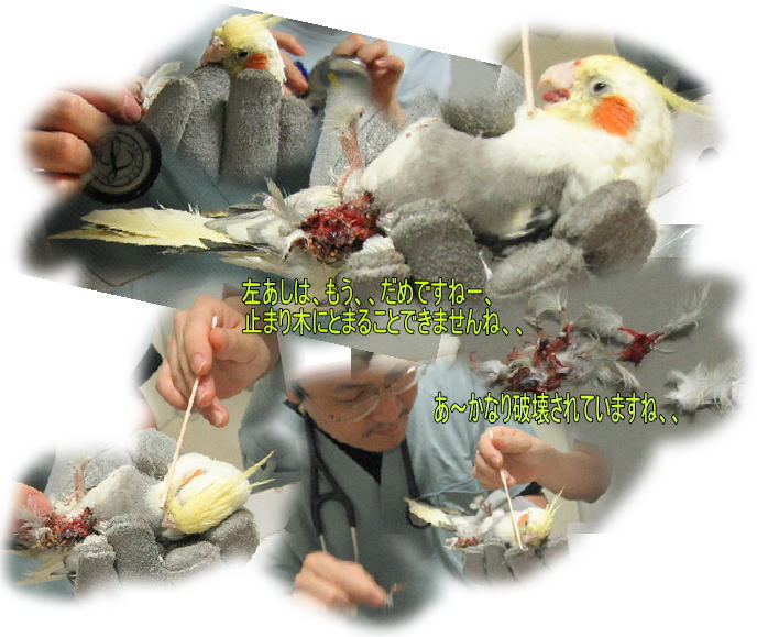 7 15とばせオカメインコ弁当動物病院へ点滴注射後さよなら涙がっくり埋ペットの死 虹のすべりだい 宝箱 障害者のいる暮らしって