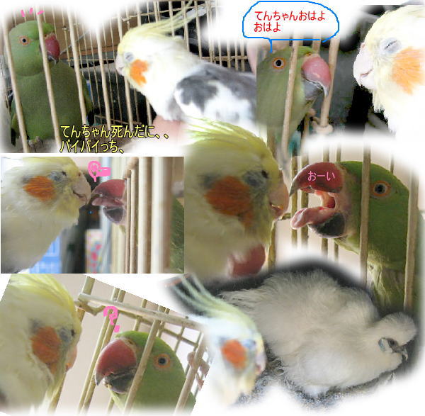 7 15とばせオカメインコ弁当動物病院へ点滴注射後さよなら涙がっくり埋ペットの死 虹のすべりだい 宝箱 障害者のいる暮らしって