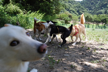 7月15日（水）　葉山　（By　幸多母）_c0133274_11493458.jpg