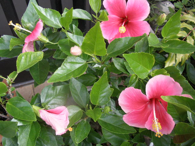 b0157276_1724854.jpg