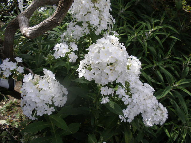 b0157276_1732483.jpg