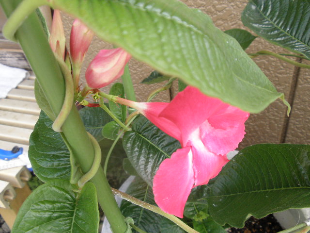 b0157276_174229.jpg