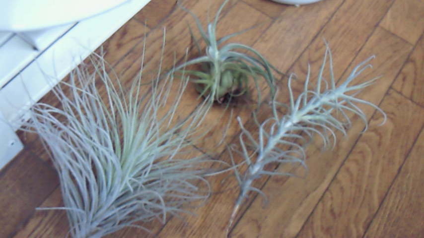 c0059383_12293062.jpg