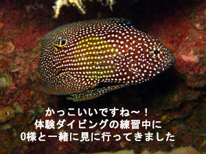 船酔い王子と行くラチャヤイ島_f0144385_18222751.jpg