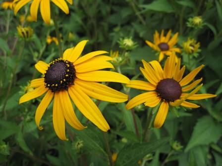 ルドベキア フルギダ 都忘れと忘れな草