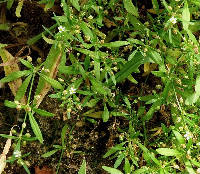 花の大きさは１ミリもありません，クルマバザクロソウ _d0006690_15213839.jpg