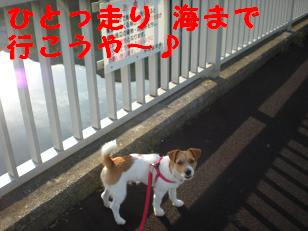 たらこ唇犬 てんとカープが大好き