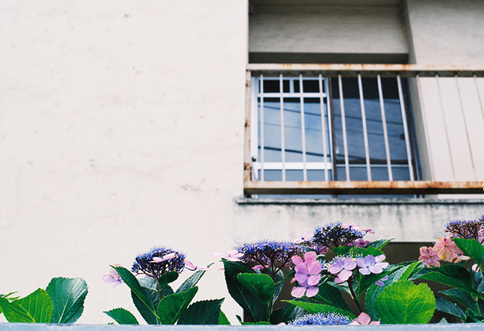 三軒茶屋の紫陽花。_c0120903_0103947.jpg