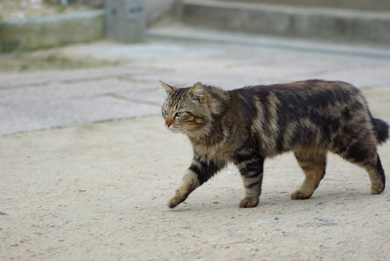 昔の尾道猫その３_a0128823_20394361.jpg