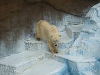 c0188928_1141658.gif