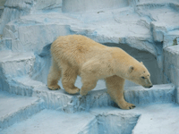 c0188928_1142936.gif