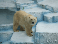 c0188928_1143942.gif
