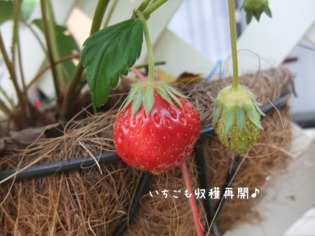 パープルの大人可愛い布財布♪_f0023333_61512.jpg