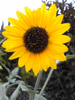 c0180841_20262100.jpg