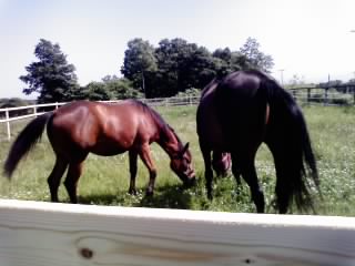 小馬場出来て中の草刈り馬は?_e0145441_2013985.jpg