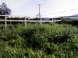 小馬場出来て中の草刈り馬は?_e0145441_20165631.jpg