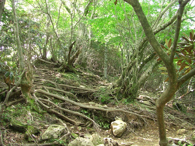 オオヤマレンゲの弥山・八経ヶ岳_a0122149_754288.jpg