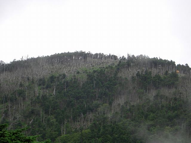 オオヤマレンゲの弥山・八経ヶ岳_a0122149_8462760.jpg