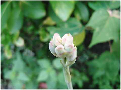 【夏の花と三毛猫】_b0009849_18183472.jpg
