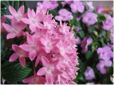 【夏の花と三毛猫】_b0009849_18224481.jpg