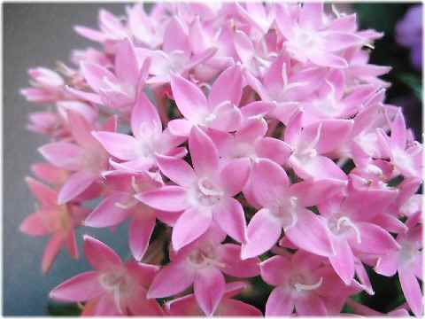 【夏の花と三毛猫】_b0009849_1823264.jpg