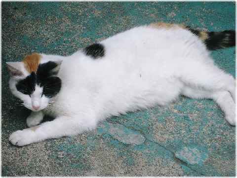 【夏の花と三毛猫】_b0009849_18285753.jpg