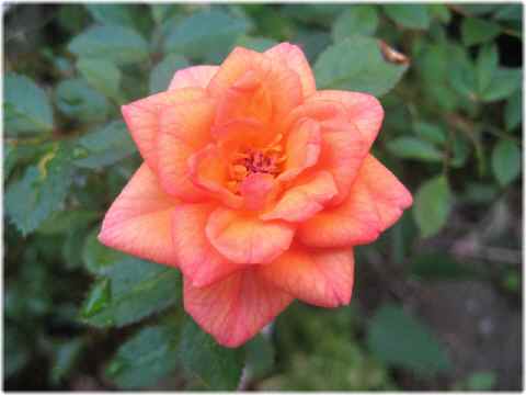 【夏の花と三毛猫】_b0009849_1828639.jpg