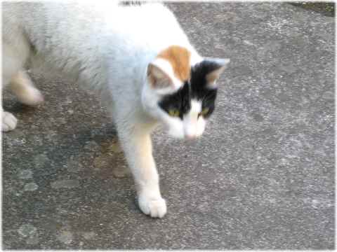 【夏の花と三毛猫】_b0009849_18292521.jpg