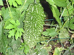 a0089450_21191785.jpg