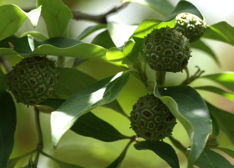 ヒマラヤヤマボウシ Cornus capitata_f0165160_11264647.jpg