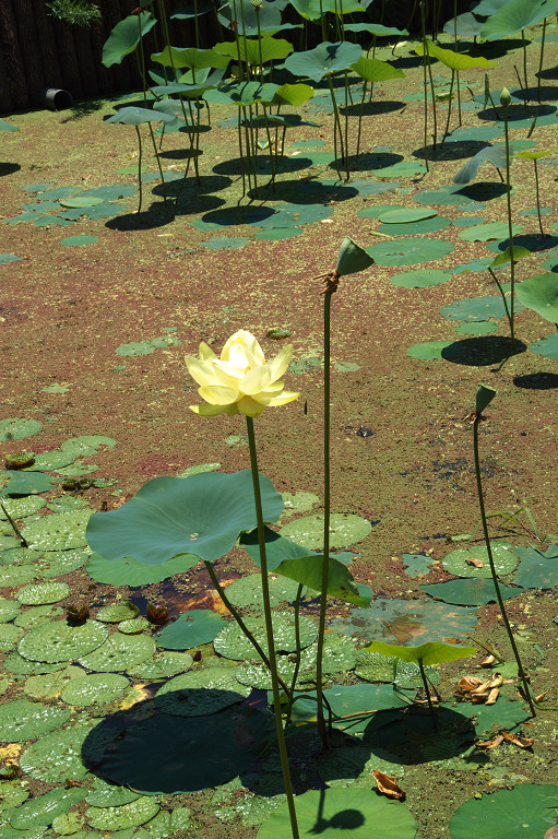 2009.07.16行田・古代ハス園_f0190989_5485230.jpg