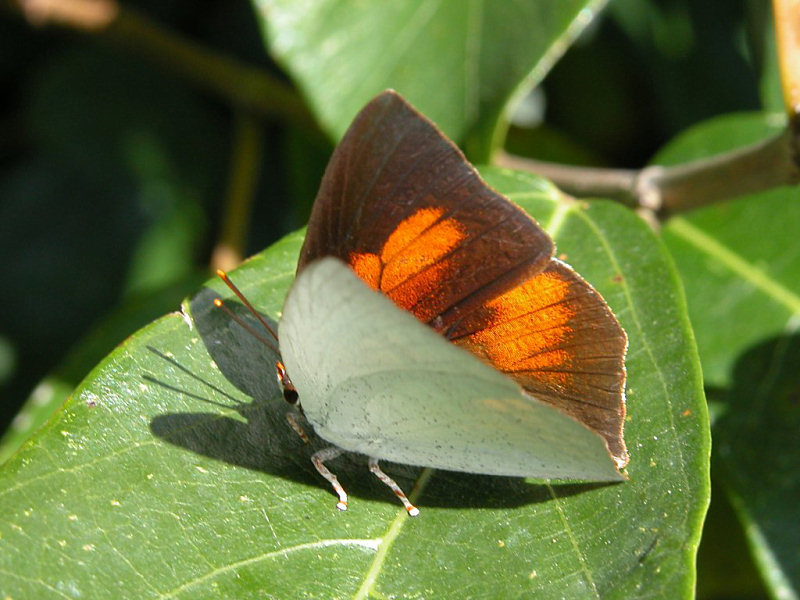 ウラギンシジミ（南公園 2009/07/16撮影）_f0204094_11102634.jpg