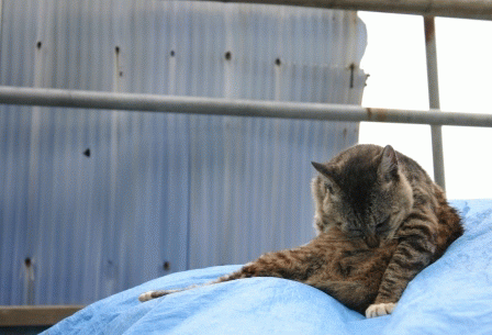 c0034595_18505230.gif