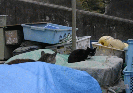 c0034595_18561759.gif