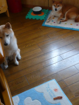 e0131506_1741359.jpg