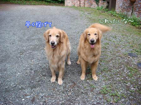 f0064906_1983789.jpg