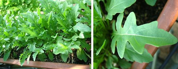 ルッコラ Rucola の様子です すごいのよォ イタリアは いっぱいあってね