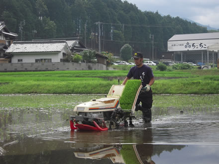 ちこり焼酎蔵の豊岡蔵長が田植え!?_d0063218_17472879.jpg