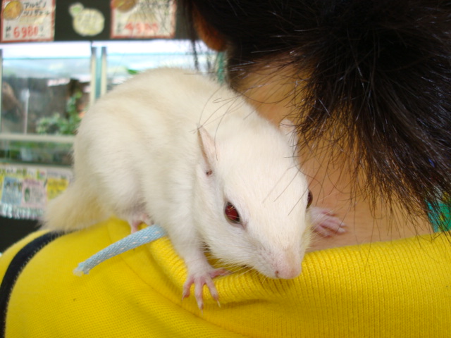 ホワイトシマリス ペットメイト西宮店の生体ブログ
